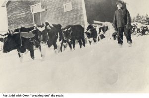 Roy Judd with oxen
