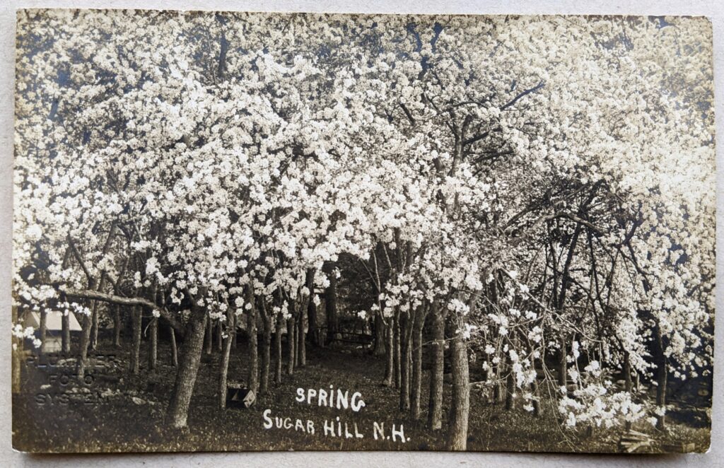 Spring, Sugar Hill, N.H.