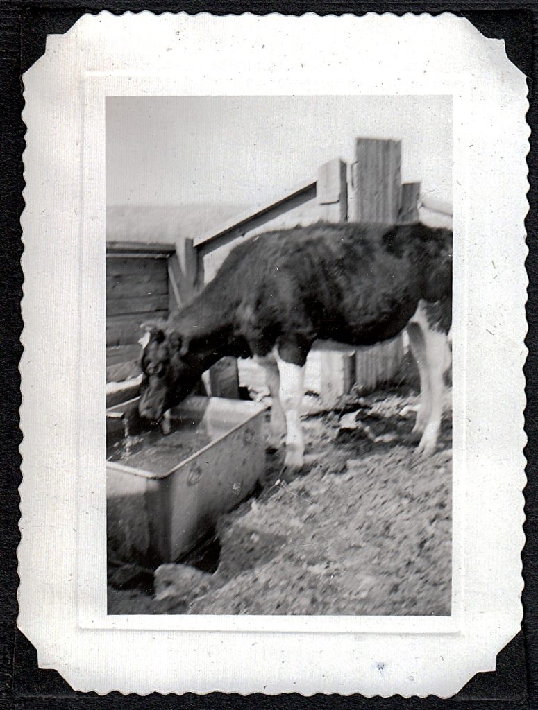 Cow 1