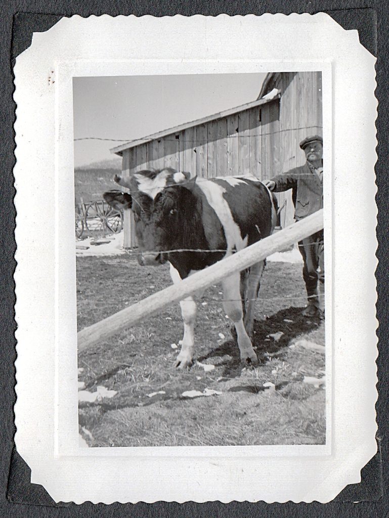 Stanley Darvid and cow